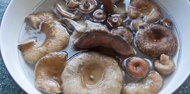 Грибы волнушки : польза и применение - Полезные свойства грибов волнушки и кулинария + Фото