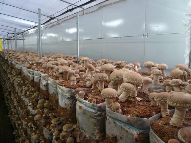 Технология выращивания грибов в домашних условиях.