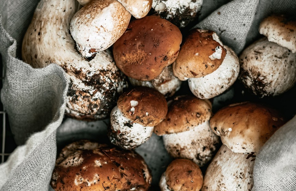 В духовке, на проволоке и еще 4 способа засушить белые грибы