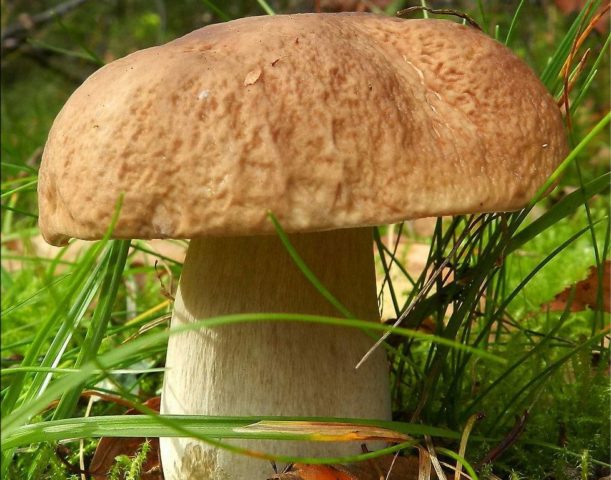 Какие съедобные грибы растут под дубом и в дубовом лесу осенью