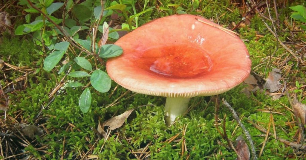 Съедобный гриб сыроежка и его пестрое семейство грибов - Собираем грибы