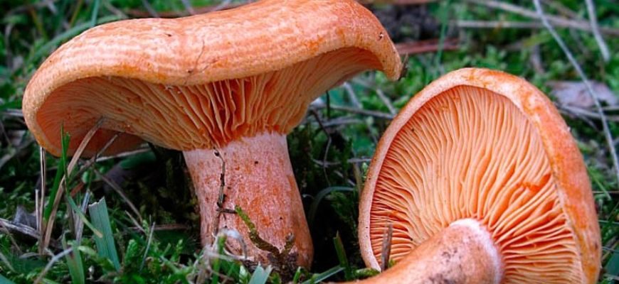 Имбирный гриб — фото и описание, как приготовить, где искать