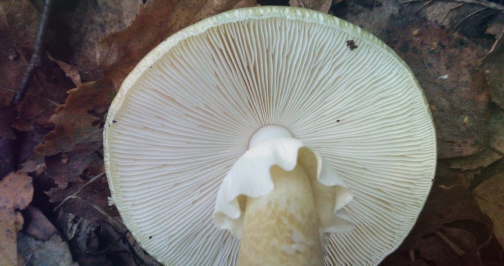 Трубчатые и пластинчатые грибы - разные по внешнему виду, одинаковые по сути