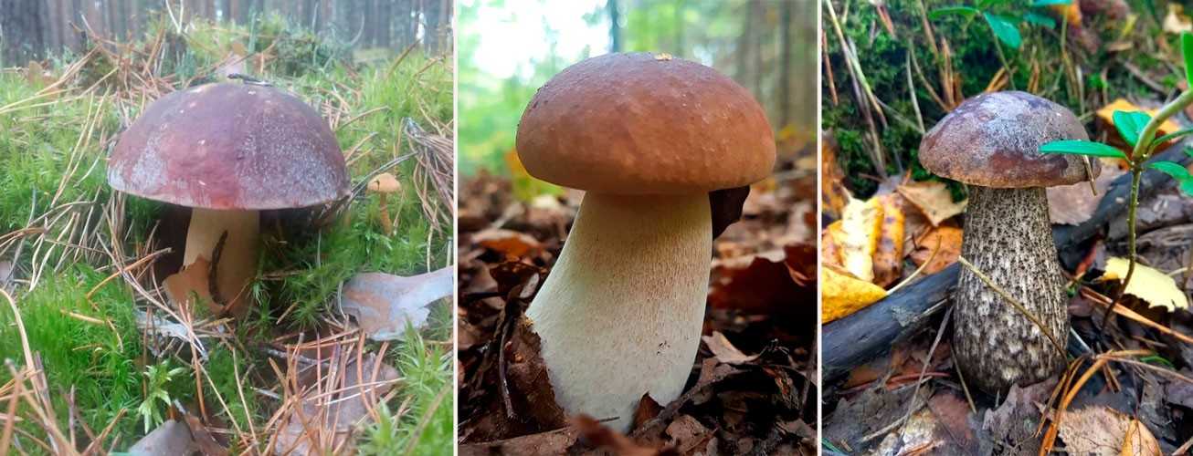 Желчный гриб, ложнобелый, горчичник - описание, похожие виды, фото