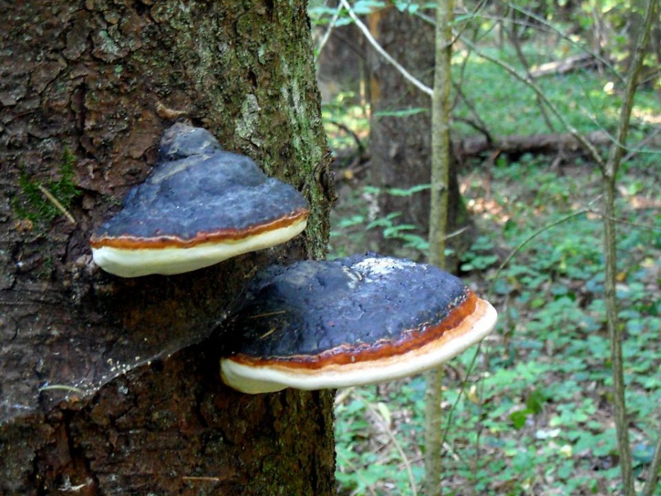 Древесные грибы и их виды Фото и описание