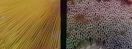 Трубчатые и пластинчатые грибы – разные по виду, одинаковые по сути - Грибы собраны