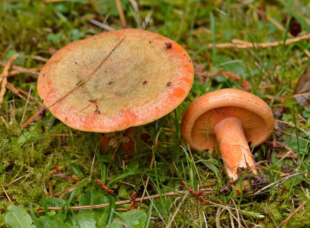 Рыжик еловый или гриб еловик (Lactarius deterrimus): фото, описание и как приготовить