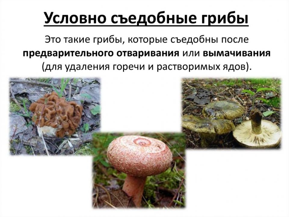 Условно-съедобные грибы — 41 фото
