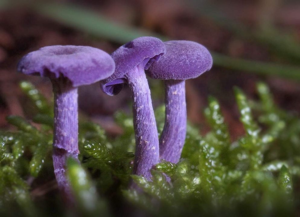 Лаковый фиолетовый гриб — 38 фото