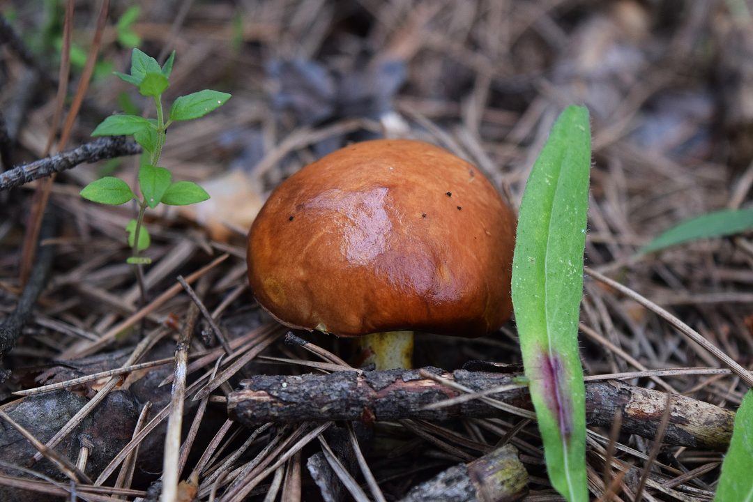 Кириллица | Какой съедобный гриб запрещено есть на Западе