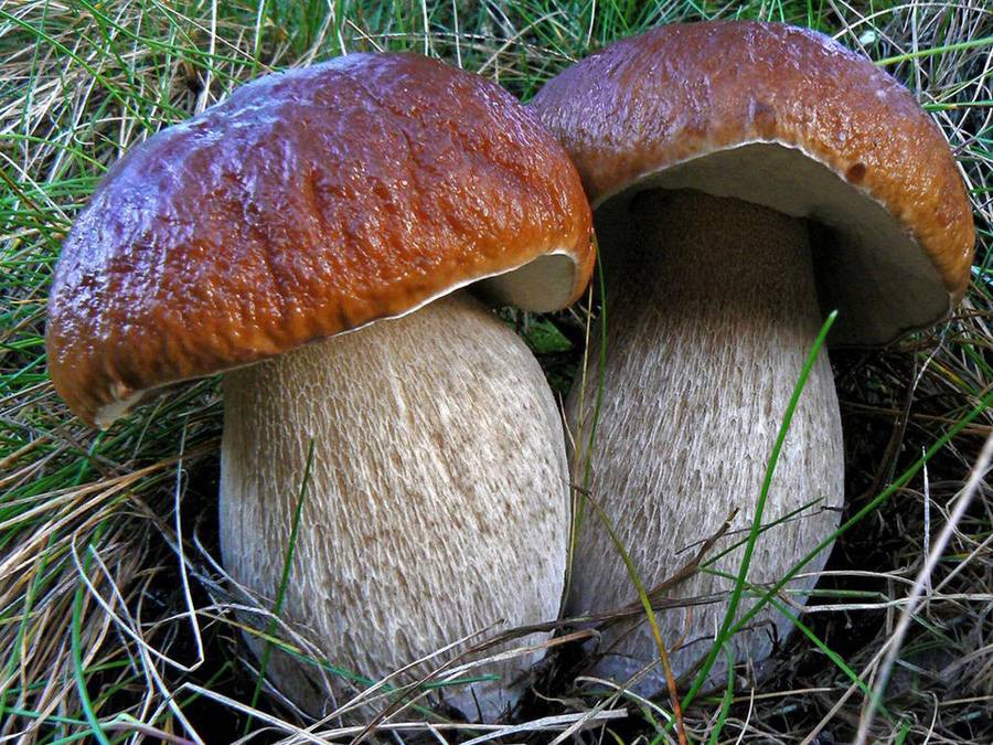 Съедобные грибы: белые или шампиньоны - Zara nad Sozham