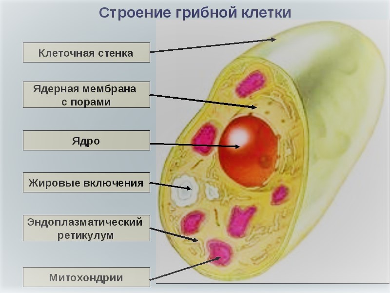 строение грибовидной клетки