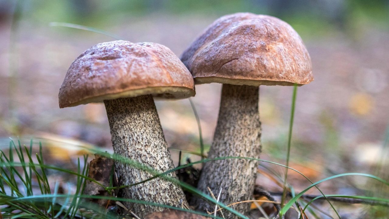 Подосиновик: описание гриба, где растет, съедобность, фото в лесу