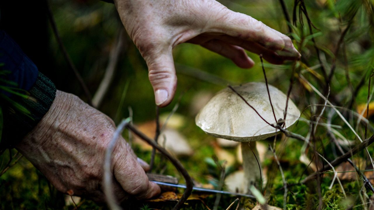 Как собирать грибы и не оказаться на больничной койке: советы специалистов БЕСПЛАТНЫЕ НОВОСТИ