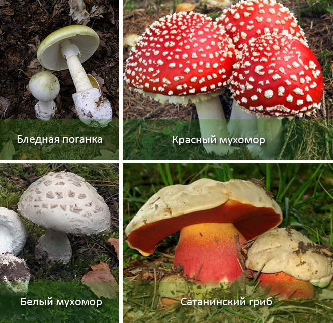 Не уверен - не бери! 6 способов определить ядовитый гриб