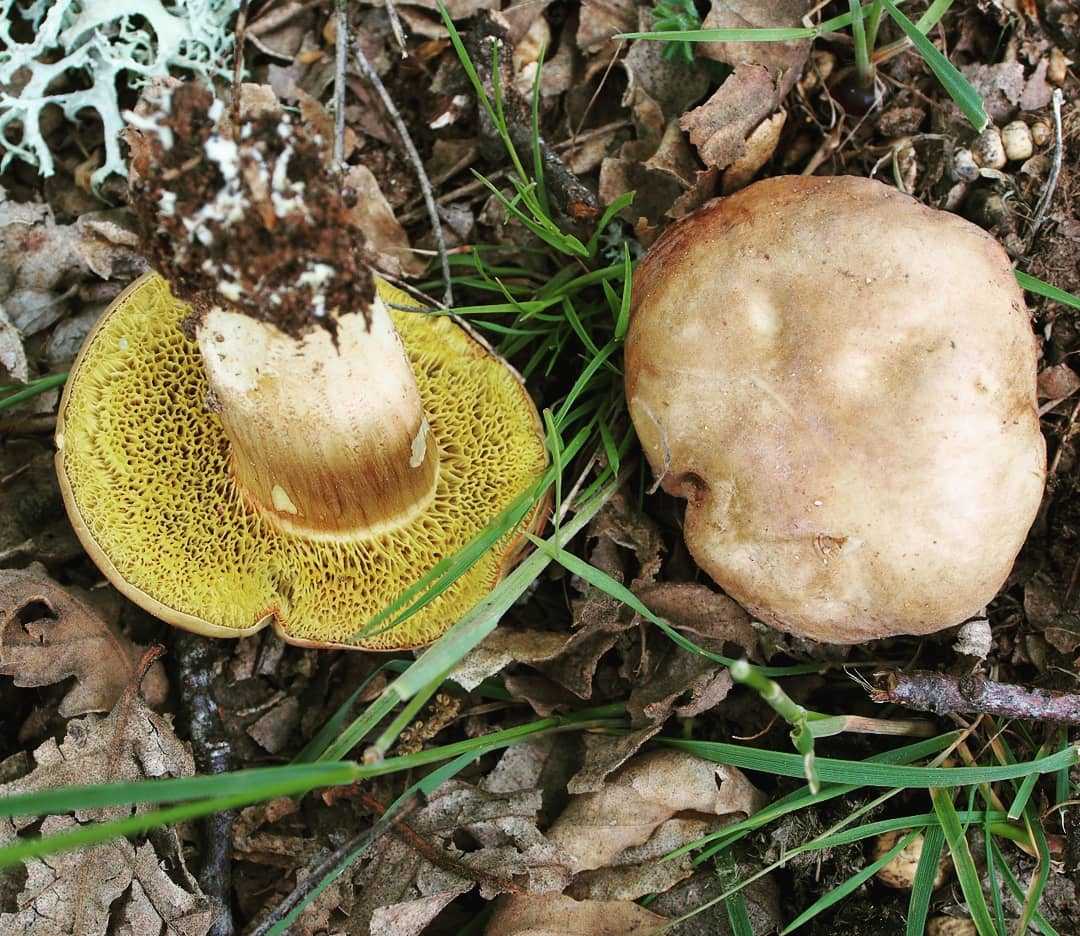 Съедобные грибы вологодской области - где растут и когда собирать