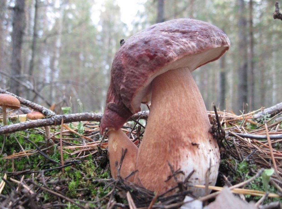 Ивановская область вошла в десятку самых грибных регионов страны