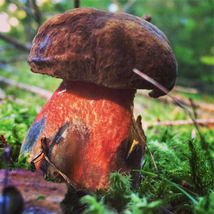 Дубовик крапчатый — описание гриба, где растут, похожие виды, фото