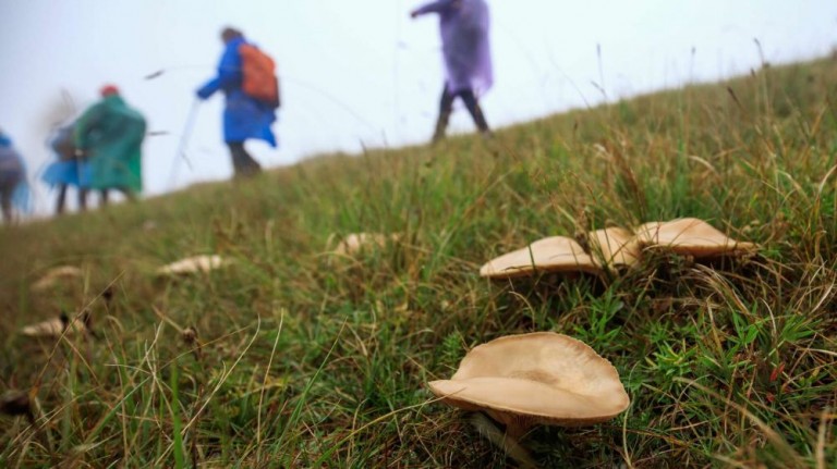 В лес с фотоаппаратом и атласом: чтобы поход за грибами не был последним - Лента новостей Крыма
