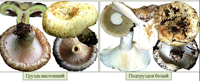 Как отличить белый гриб от скрипки: фото и описание