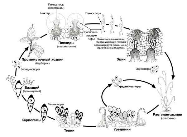 Ржавчинный грибок. Свойства, размножение, функции жизненного цикла > Лаборатория фитоинвазии