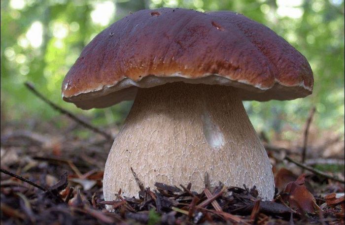 Где в Брянске есть грибы