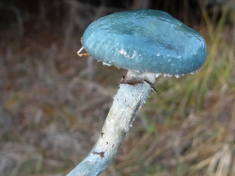 Строфария небесно-голубая (Stropharia caerulea) - Изображение гриба