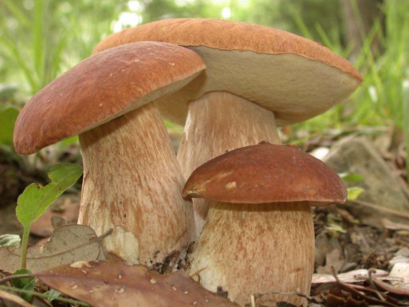 Каштановый гриб — 71 фото гриба и рецепты с его применением
