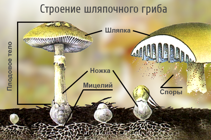 Билим Булагы - Биология: Царство грибов