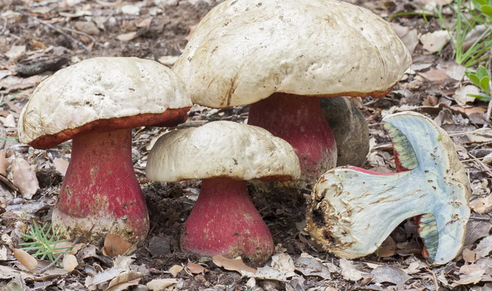 Почему грибы чернеют на срезе. Белый гриб снеет на срезе
