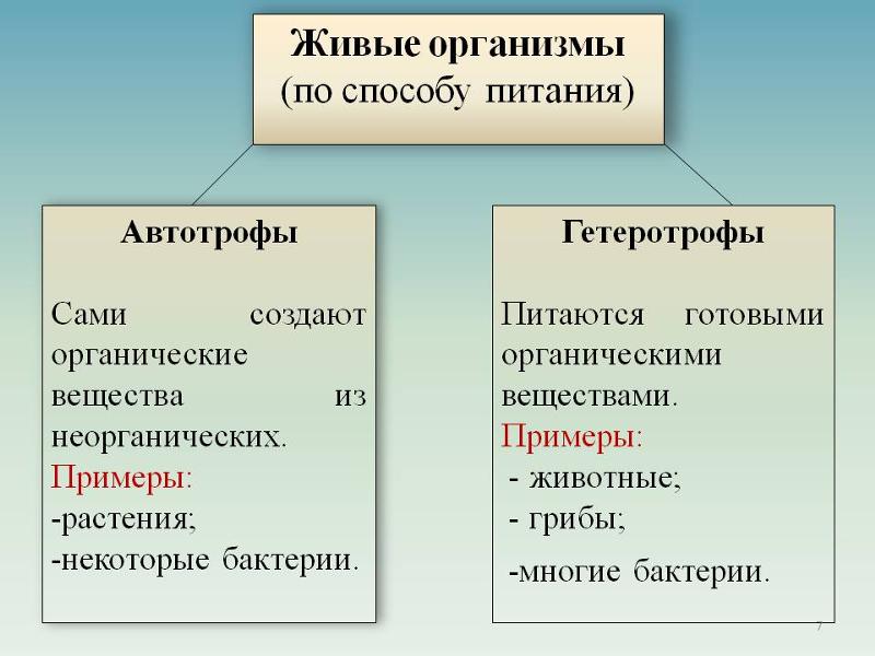 Mail.ru отвечает: Какие организмы называют гетеротрофами?