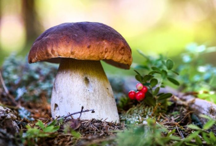 Какие грибы растут в Оренбургской области