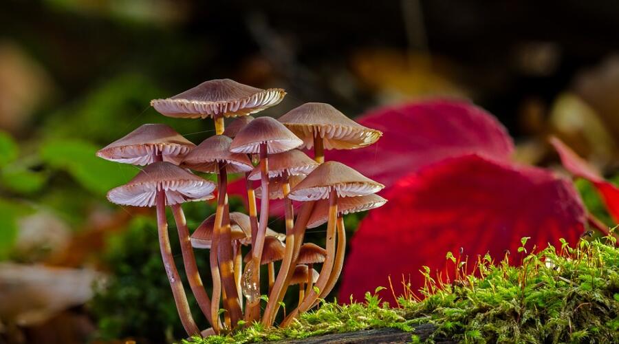 Как появились и эволюционировали грибы на Земле? | Мир вокруг нас | Школа Жизни.ру