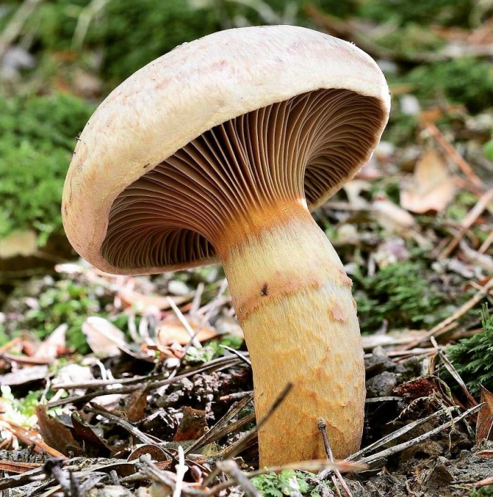 30 самых редких грибов Росии из Красной книги