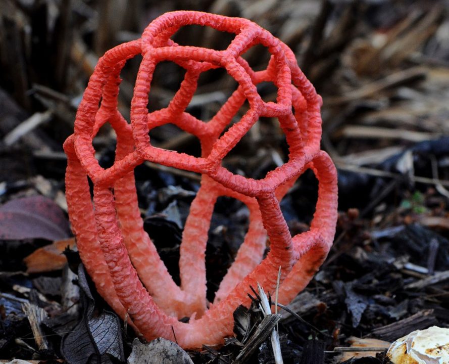 30 самых редких грибов Росии из Красной книги