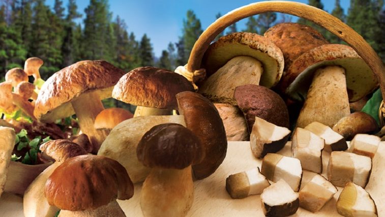 Белые грибы, восхитительный вкус к любому столу - italiani.it