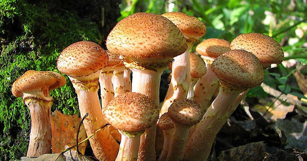 Какой опасностью полны осенние грибы
