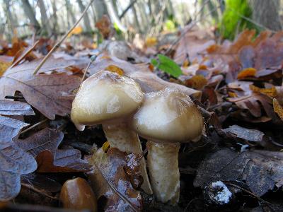 Фотокаталог грибов: Гигрофор персонии (Hygrophorus persoonii)