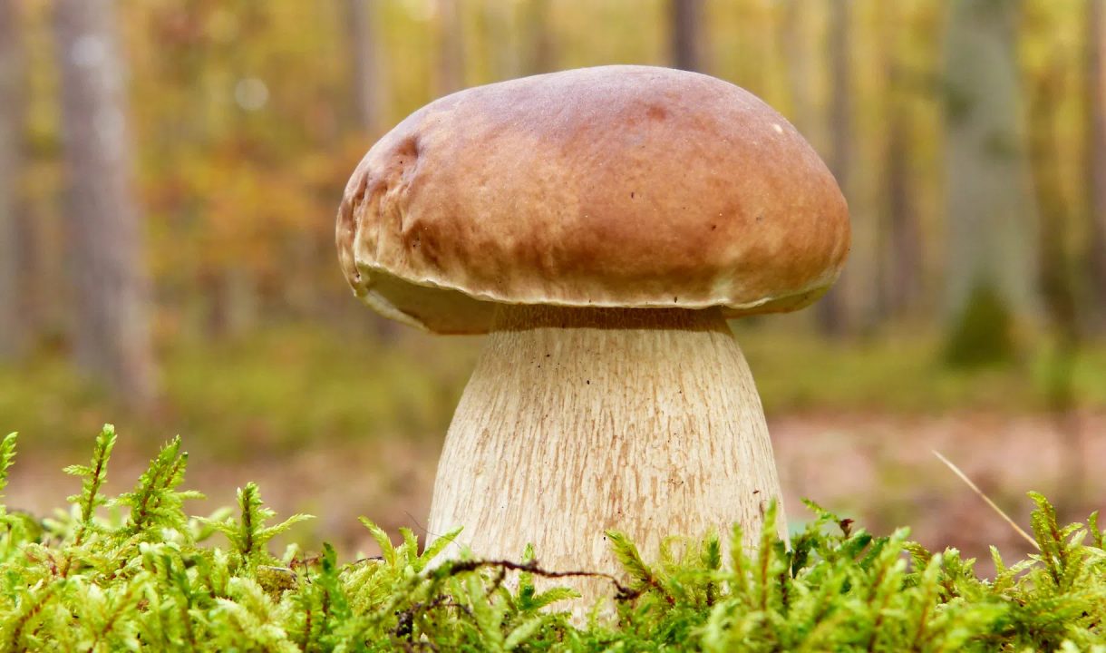 Размер белого гриба с вдро найден в парке Сосновка | Телеканал Санкт-Петербург