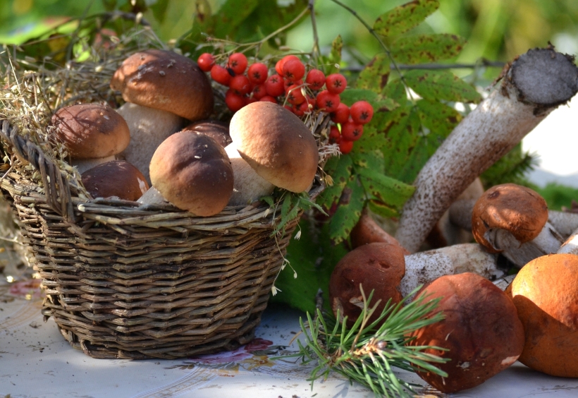 Сбор грибов и ягод: где искать, что брать с собой и как отличить ядовитые грибы