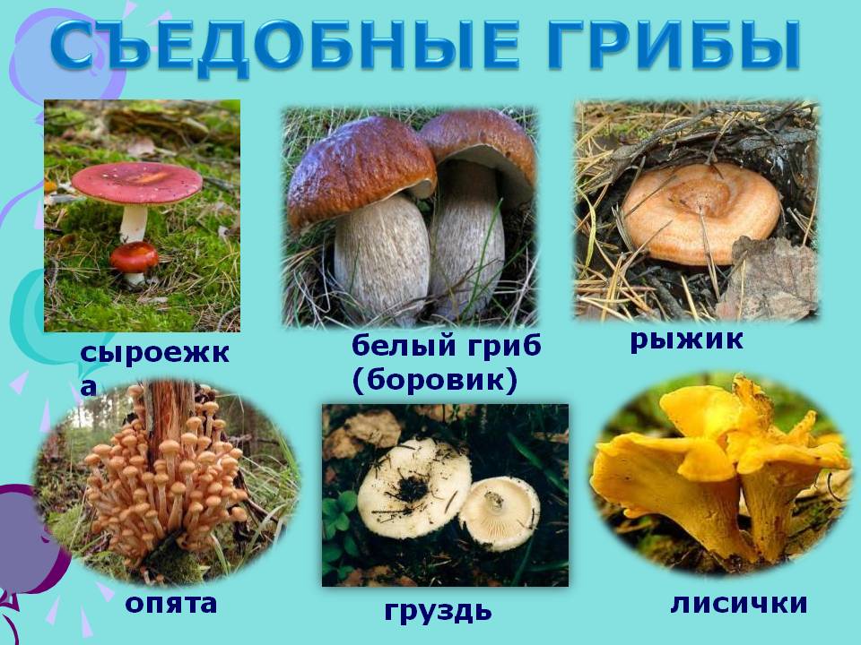 условные и съедобные грибы в лесах Тверской области фото