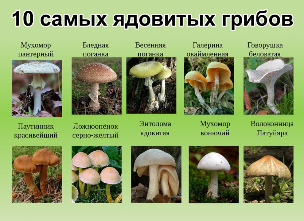 опасные и ядовитые грибы - не собирать!
