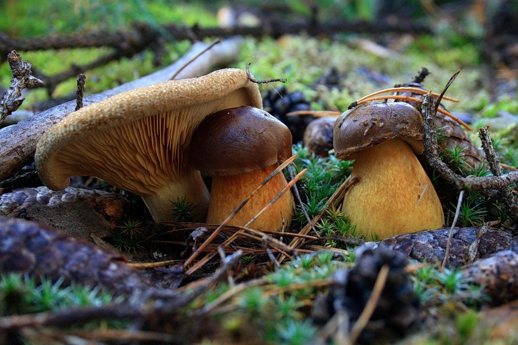какие грибы растут в калужской области фото
