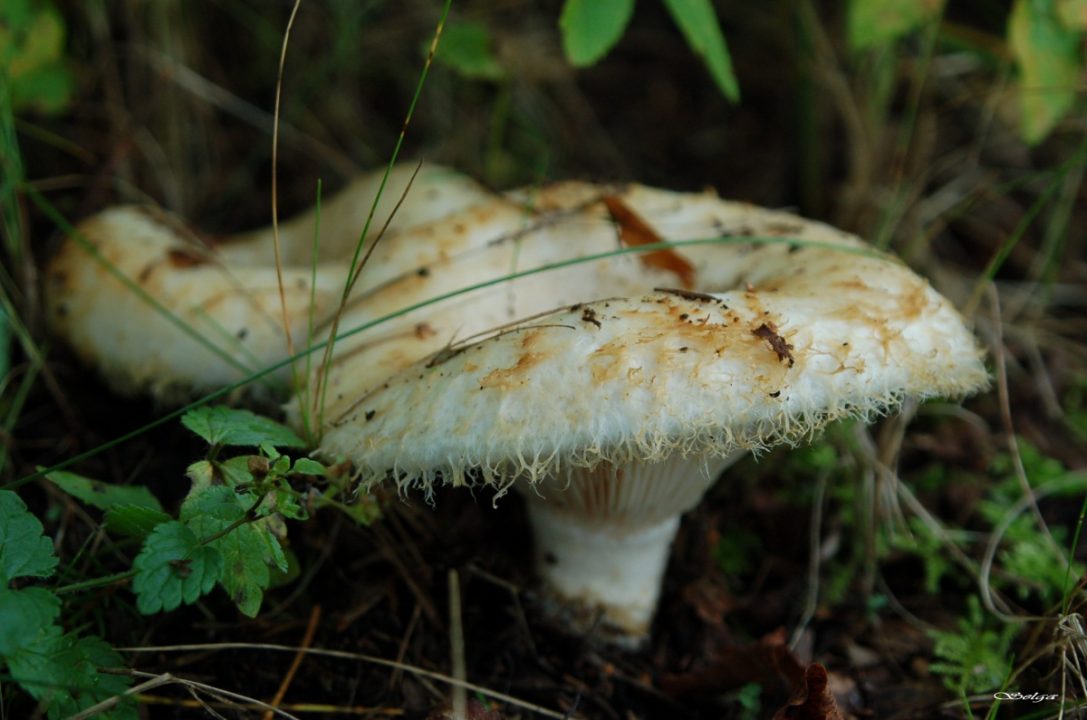 Молочный гриб (Lactarius resimus) изображение и описание