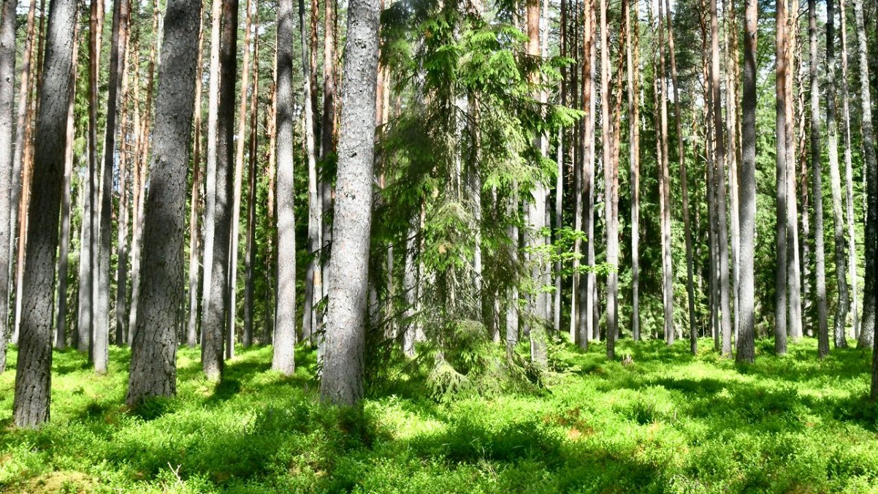 Как войти в лес и не заблудиться - советы специалистов / статья
