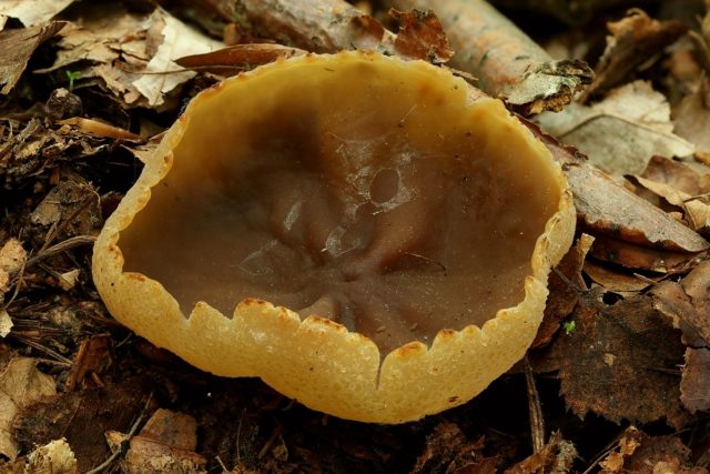 Сменный перец: съедобный гриб или нет