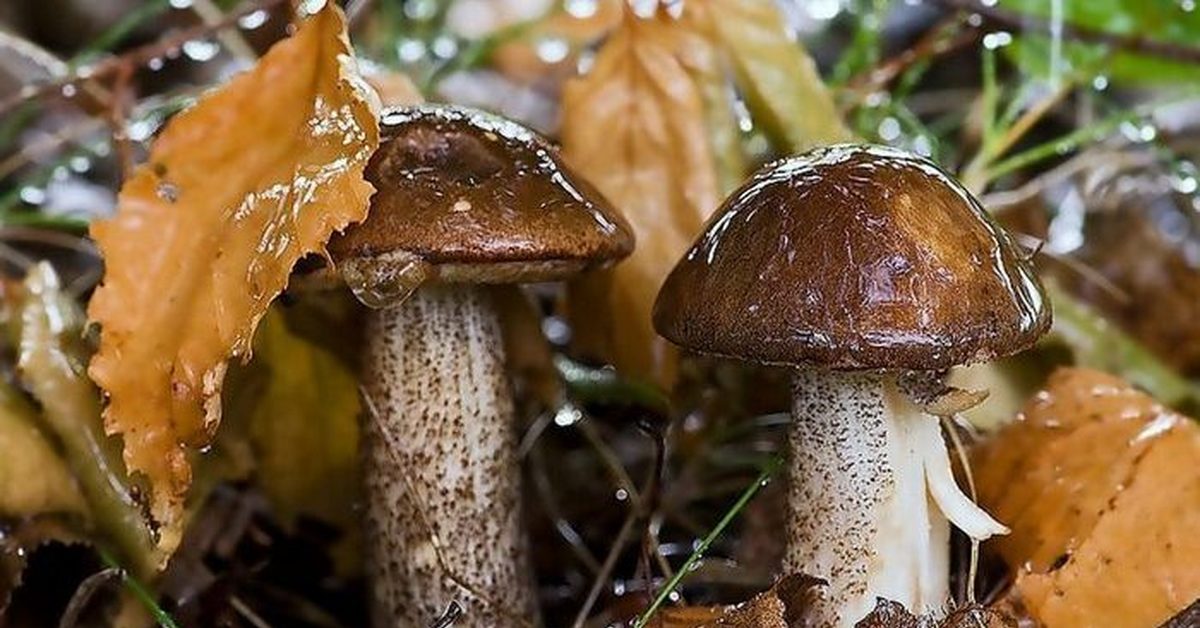 Как быстро появляются грибы после дождя | заглянуть