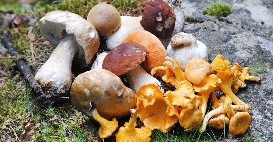 Осенние грибы - когда и какие пойдут, как отличить от опасных близнецов