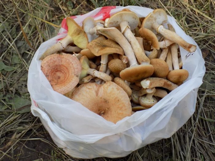 Какие грибы собирают в Липецкой области