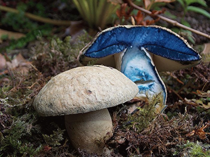 Как называется гриб, который синеет при срезе